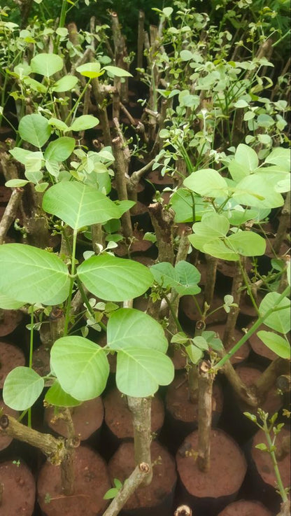 Yellow, Red & White Palash Combo All Time Flowering Layered Live Plants