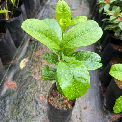 Allamanda Cathartica (Yellow Bell) Creeper / Climber Flowering Live Plant