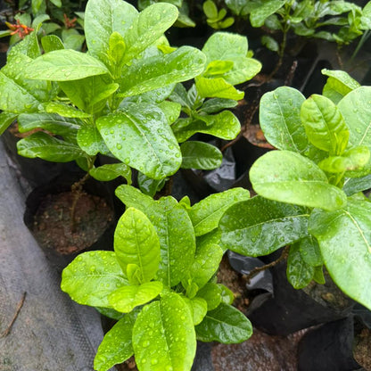 Allamanda Cathartica (Yellow Bell) Creeper / Climber Flowering Live Plant