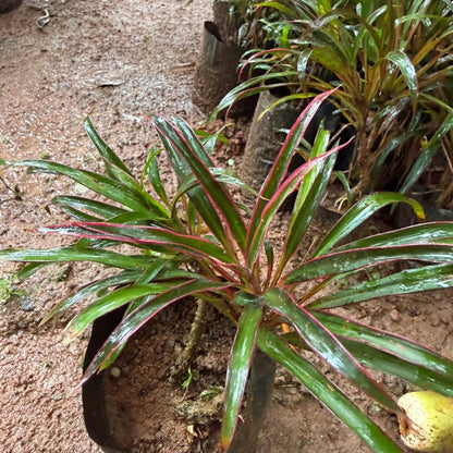 Dracaena Marginata Narrow Leaf Live Plant