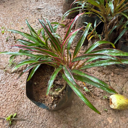 Dracaena Marginata Narrow Leaf Live Plant