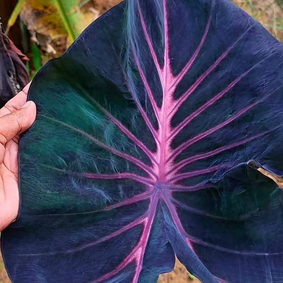 Colocasia ‘Violet Fantasy’ Live Plant
