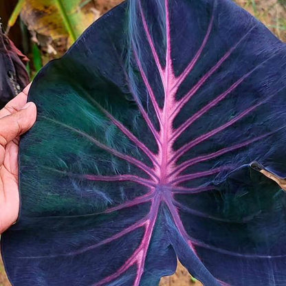 Colocasia ‘Violet Fantasy’ Live Plant