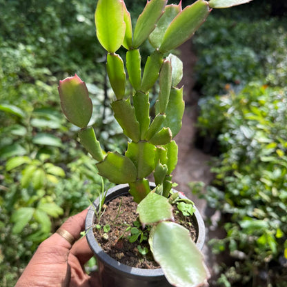 Christmas Cactus Orange Live Plant