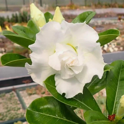 Desert Rose White (Adenium obesum) Flowering Live Plant