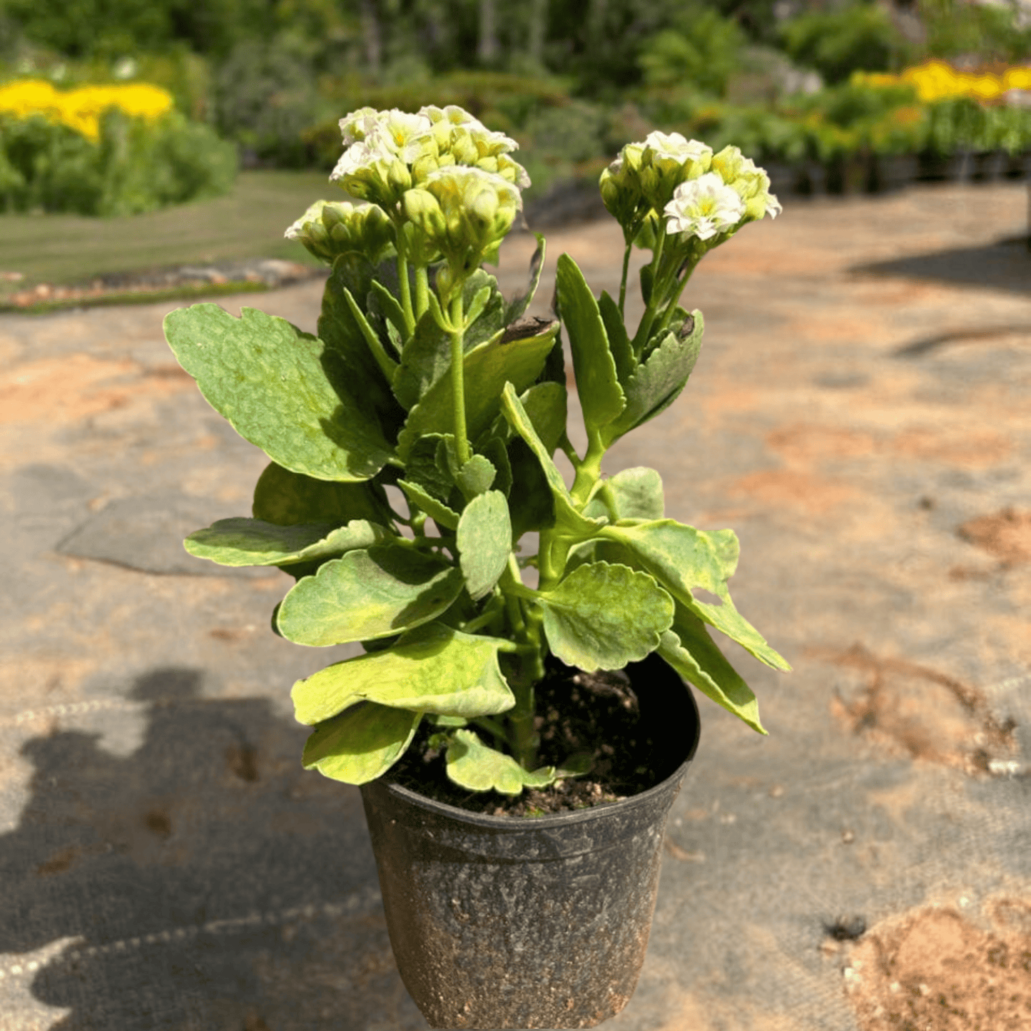 White Kalanchoe (Blossfeldiana) All Time Flowering Live Plant