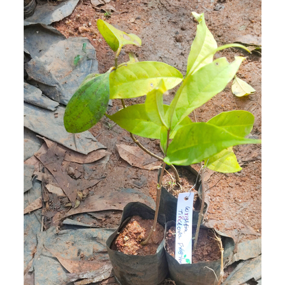 Wrightia Tinctoria Fragrant Flowering Live Plant