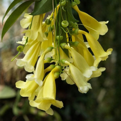 Yellow Trumpet Vine (Anemopaegma chamberlaynii) Flowering Live Plant