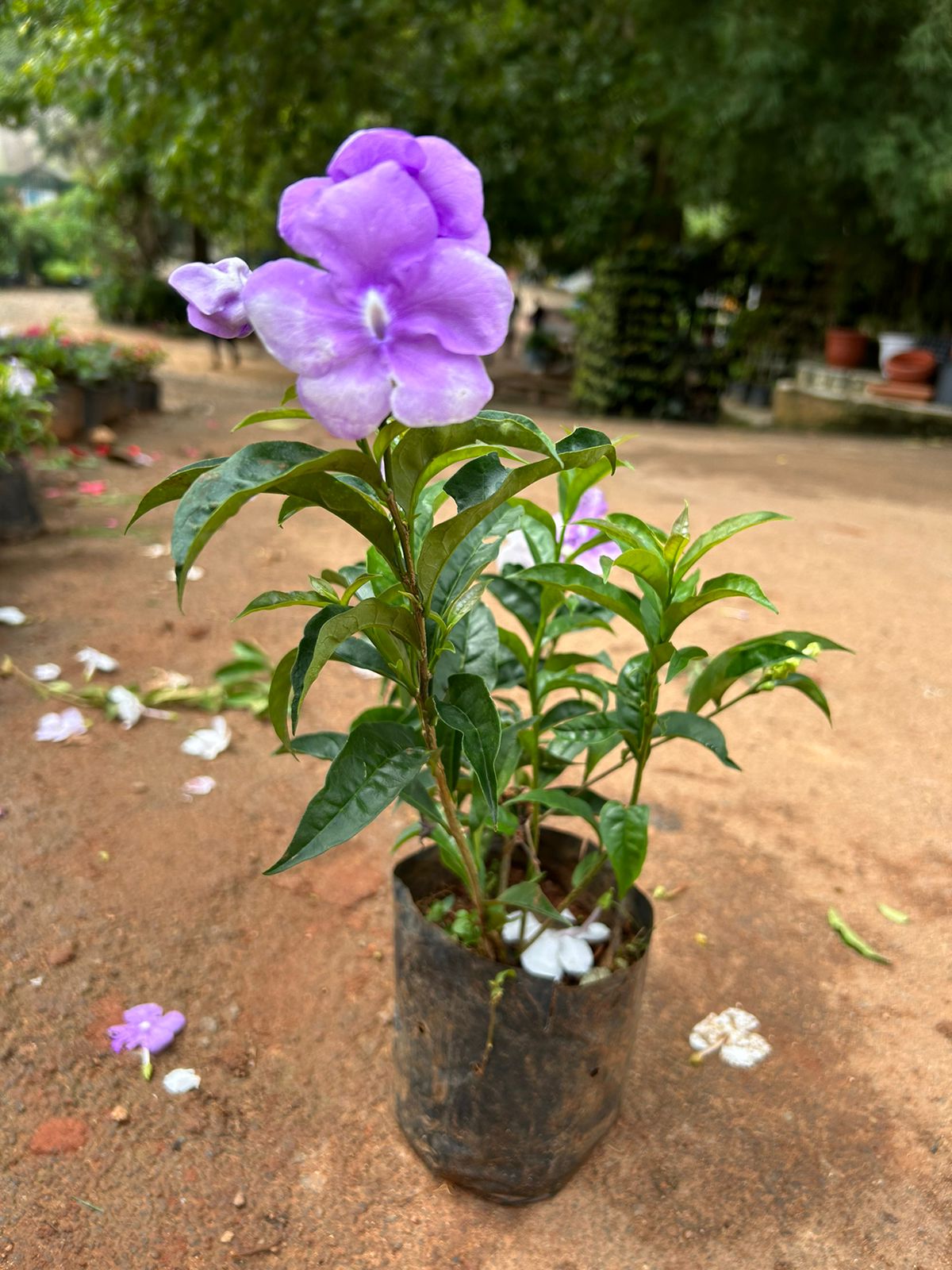 Yesterday Today Tommorrow Bigger Flowers (Brunfelsia pauciflora) Flowering Live Plant