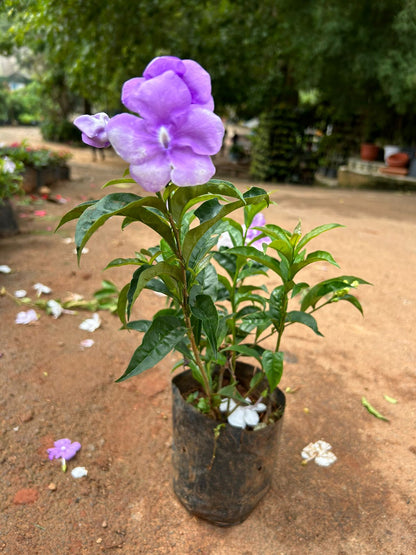 Yesterday Today Tommorrow Bigger Flowers (Brunfelsia pauciflora) Flowering Live Plant
