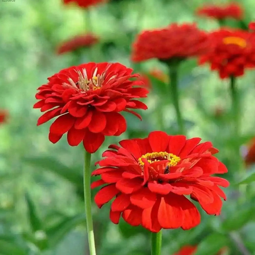 Red Multi Petal Zinnia Flowering Live Plant