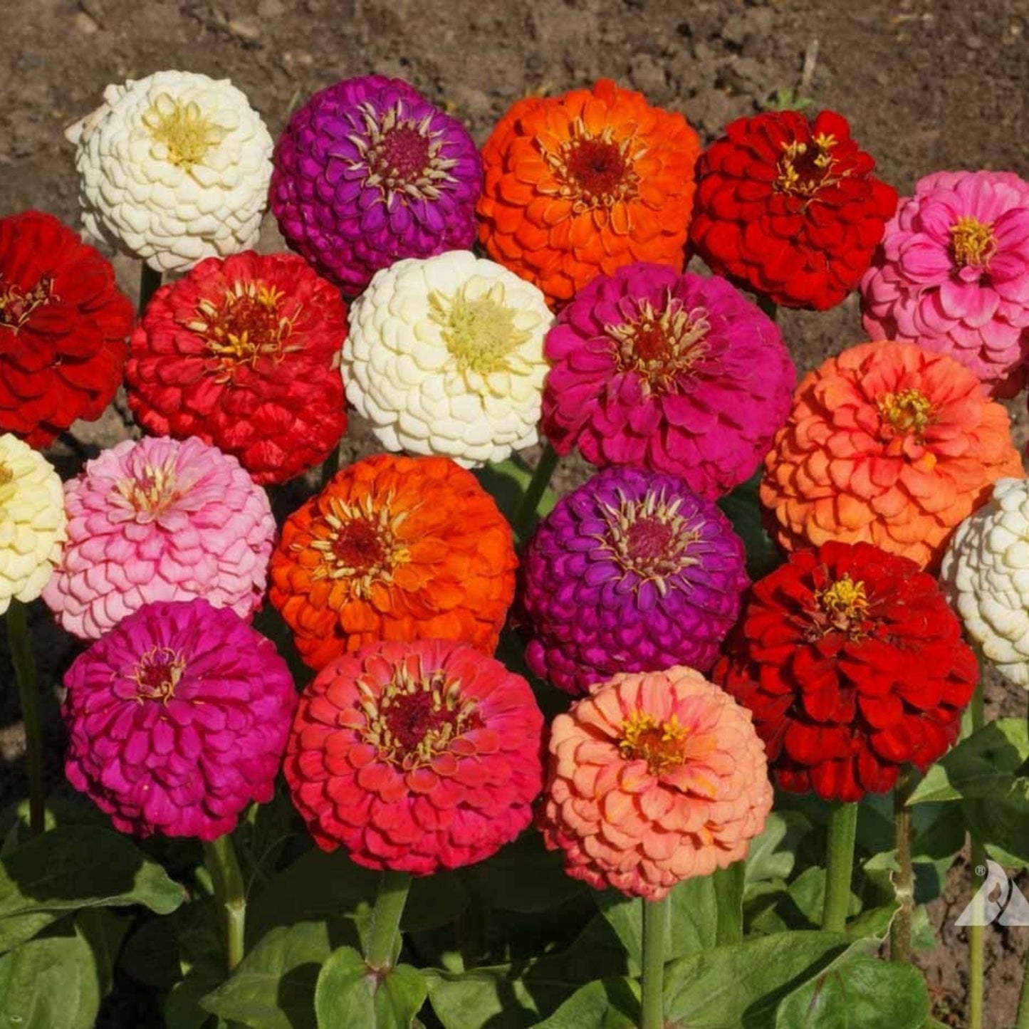 Zinnia Elegans Lilliput Mix Seeds