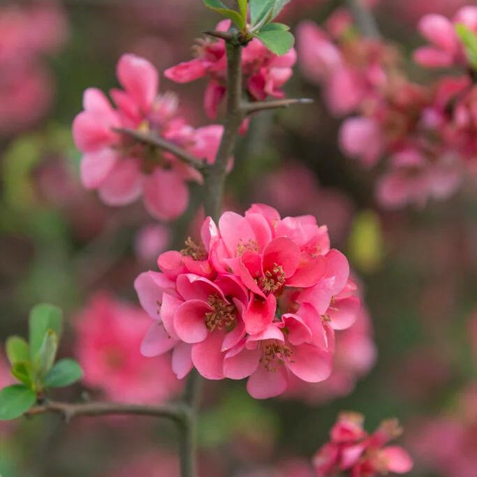 Japanese Quince Pink Rare Flowering Live Plant