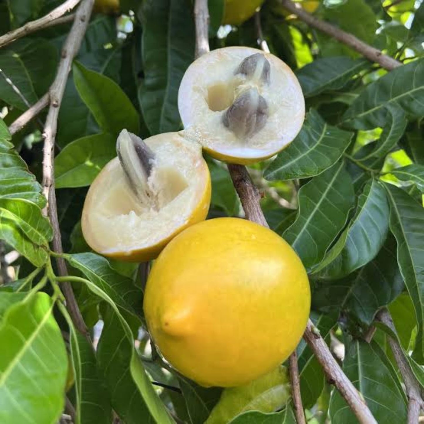 Abiu(Pouteria caimito) Fruit Live Plant