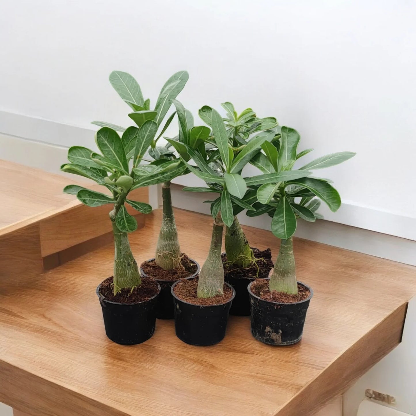 Desert Rose Yellow(Adenium obesum) Flowering Live Plant