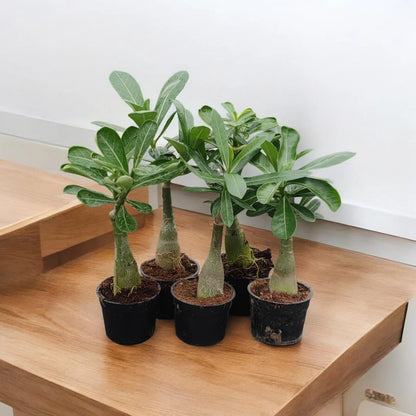 Desert Rose Yellow(Adenium obesum) Flowering Live Plant