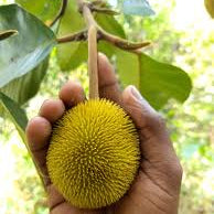 Monkey Jack (Ayanichakka) Grafted Fruit Live Plant