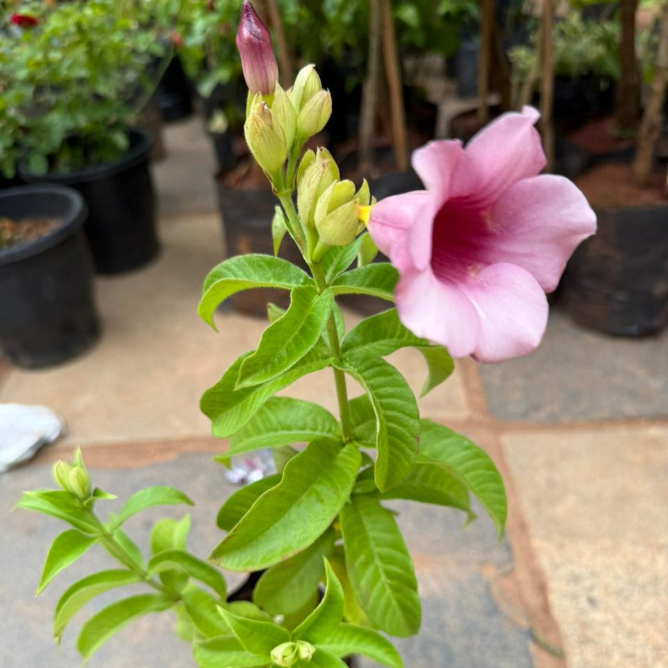 Purple Allamanda / Dwarf Allamanda All Time Flowering Live Plant