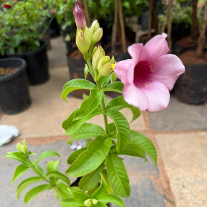 Purple Allamanda / Dwarf Allamanda All Time Flowering Live Plant