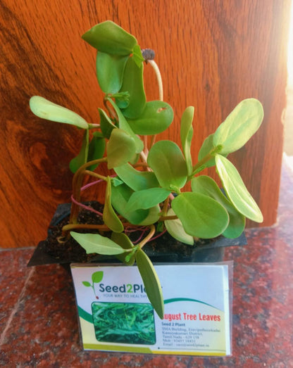 Organic August (Agathi) Tree Leaves Seeds - Open Pollinated