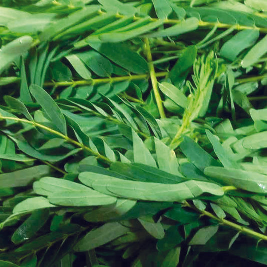 Organic August (Agathi) Tree Leaves Seeds - Open Pollinated