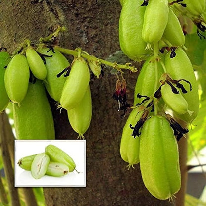 Bilimbi (Irumban Puli) Live Plant