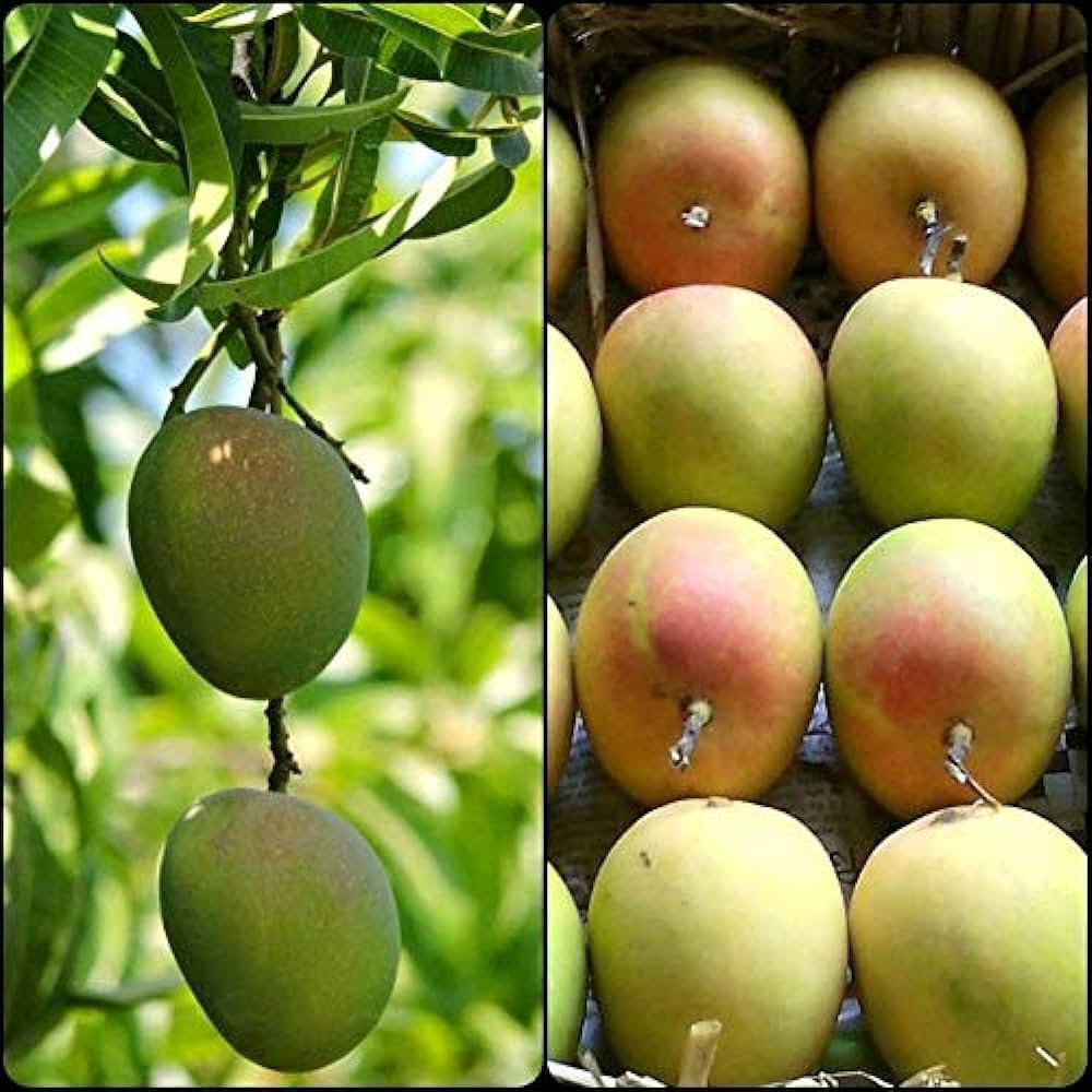 Black and Rose Mango Live Plant