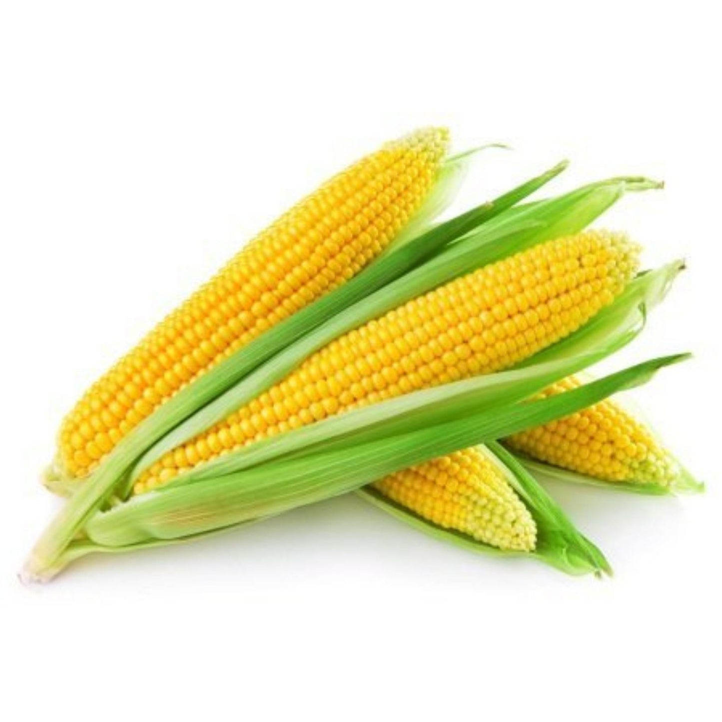 Organic Baby Corn Seeds - Open Pollinated