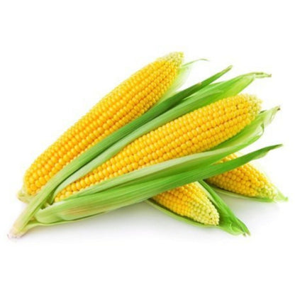Organic Baby Corn Seeds - Open Pollinated