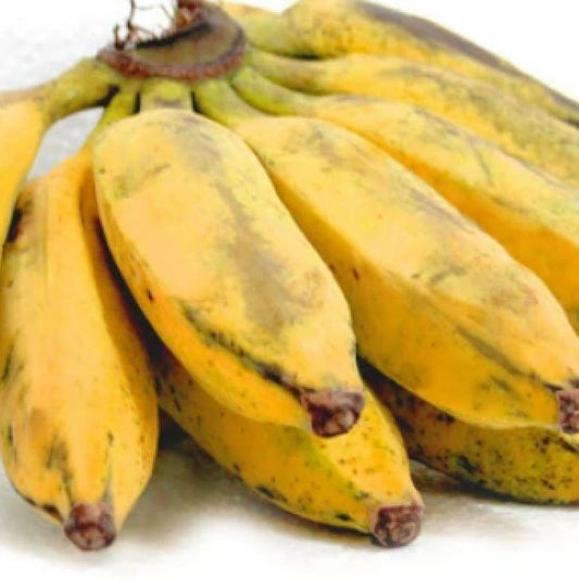 Peyan Banana / Grey Banana Live Plant