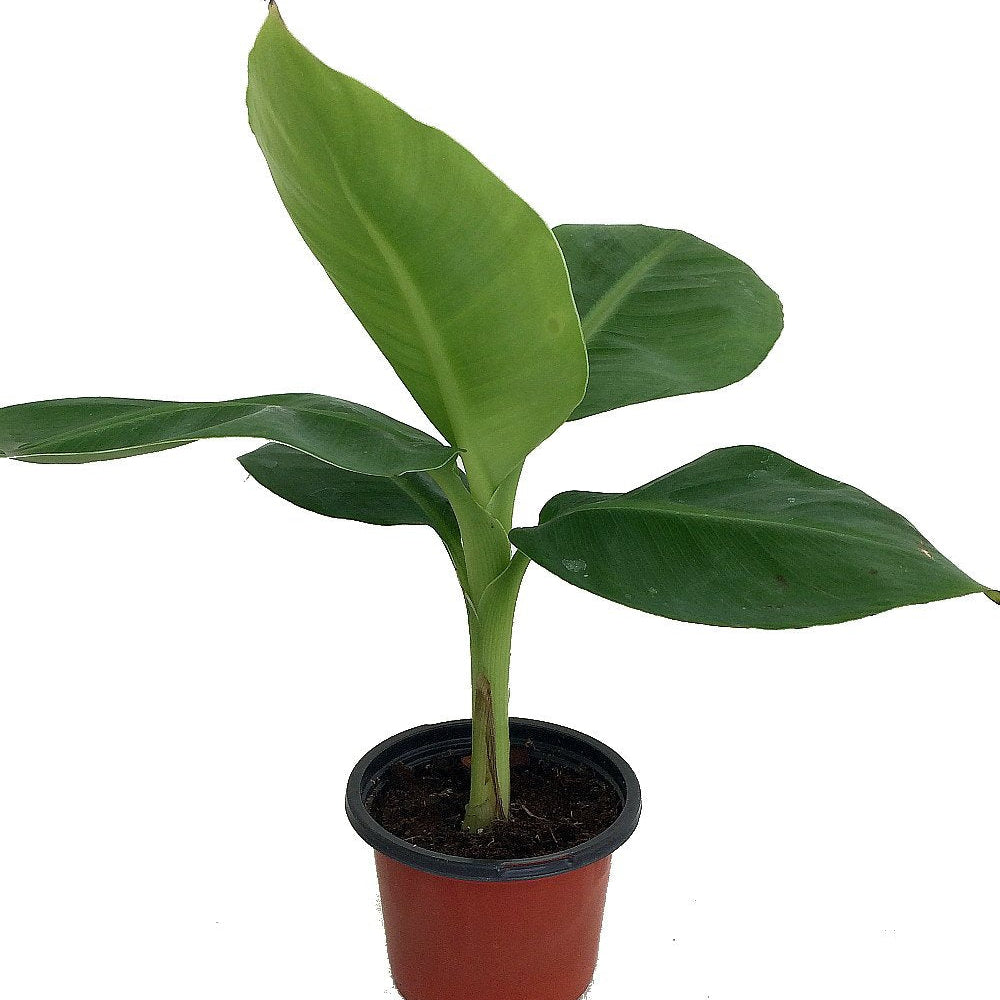 Peyan Banana / Grey Banana Live Plant