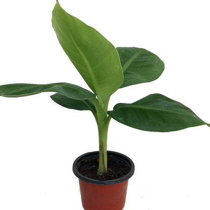 Peyan Banana / Grey Banana Live Plant