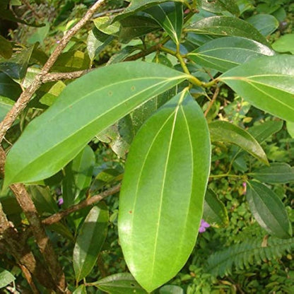 Indian Bay Leaf - Vayana- Aromatic Medicinal Live Plant