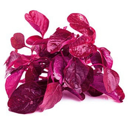 Organic Beauty Spinach Seeds (Pattu Cheera)- Open Pollinated