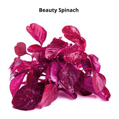 Pack of 6 Types of Spinach Seeds