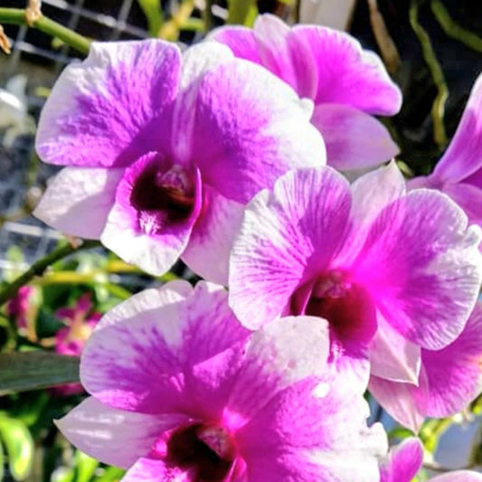 Dendrobium Yaya Compactum  orchids with flower