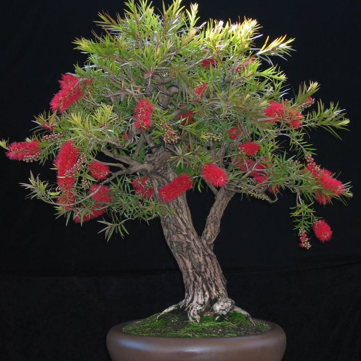 Bottlebrush  Bonsai Live Plant