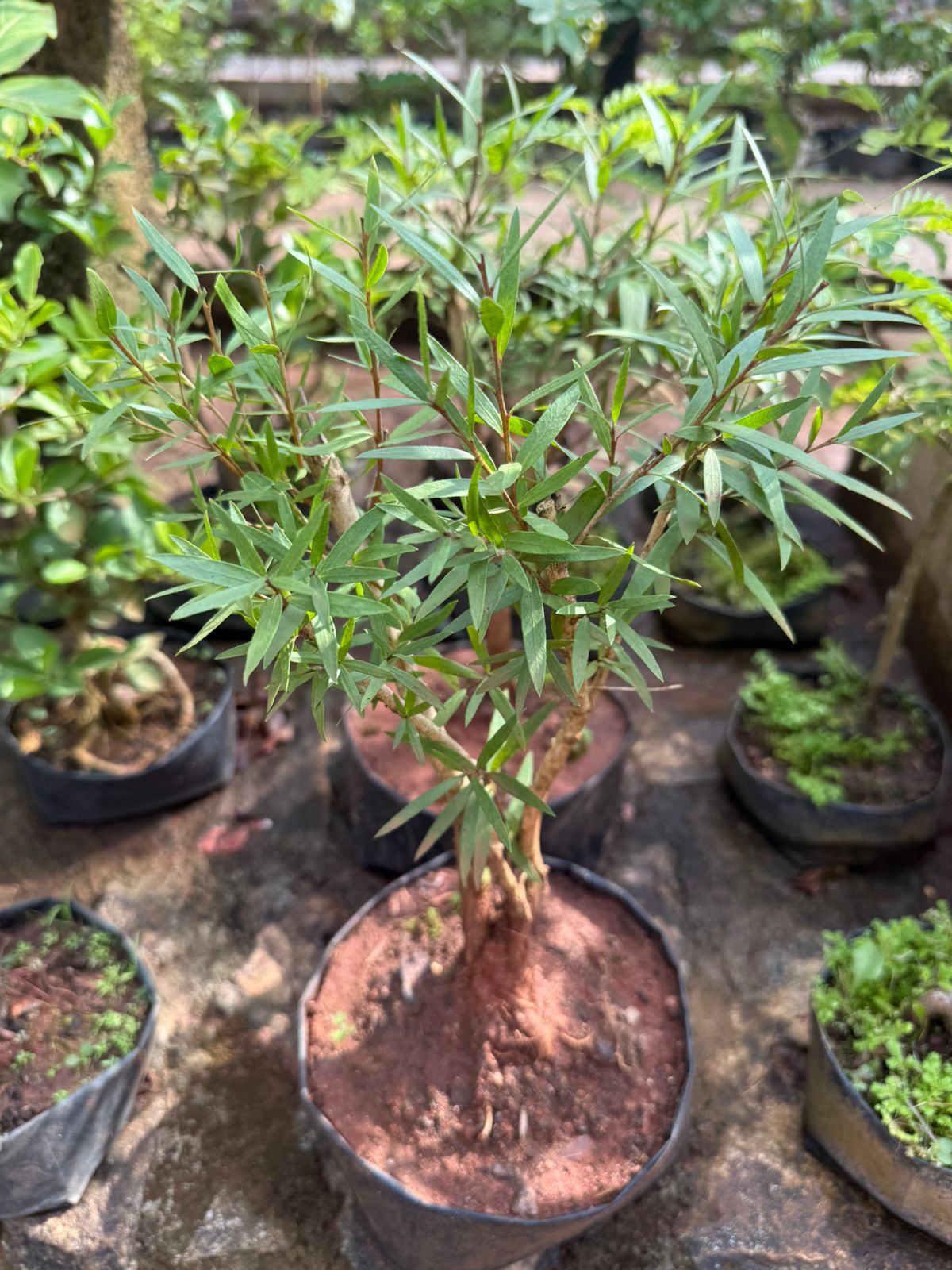 Bottlebrush  Bonsai Live Plant