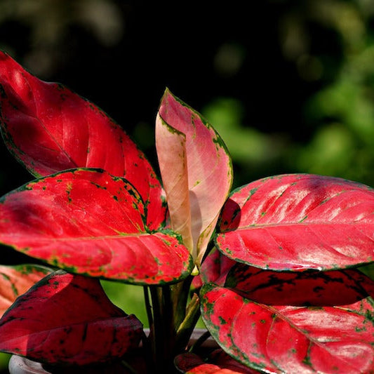 Aglonema red desire indoor plant