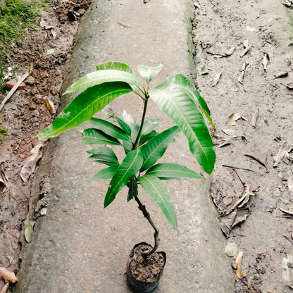 Neelam Mango Grafted Live Plant