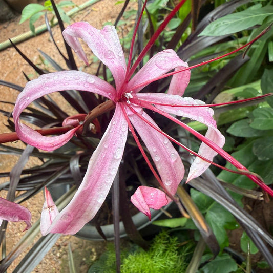 Black Lilly  All Time Flowering Live Plant