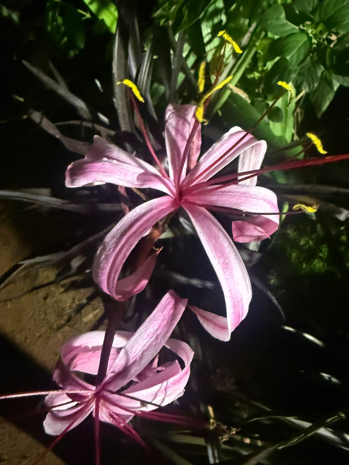 Black Lilly  All Time Flowering Live Plant