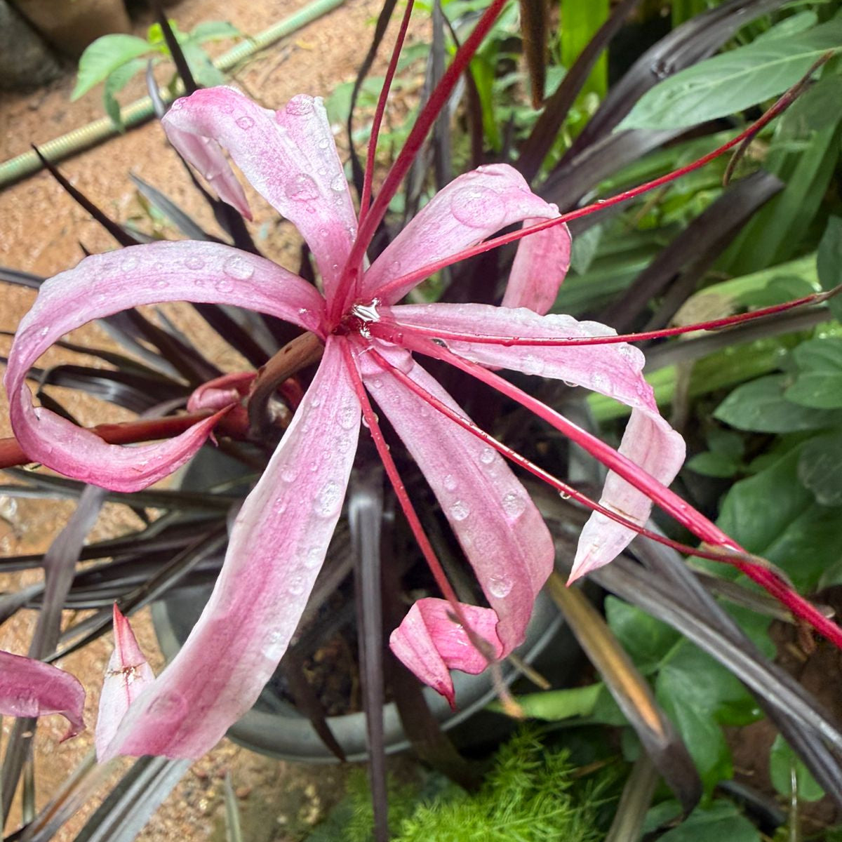 Black Lilly  All Time Flowering Live Plant