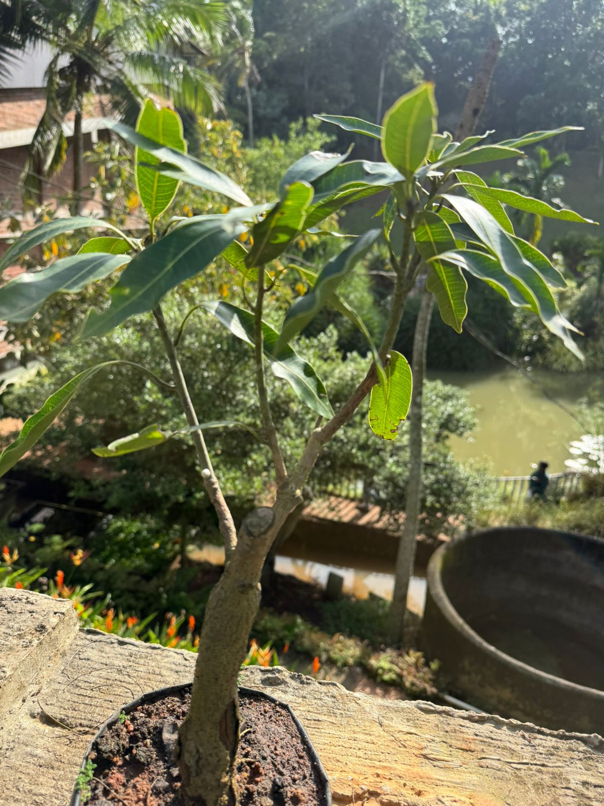 Thailand  Mango Bonsai Tree  Live Plant
