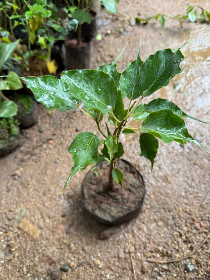 Peepal Tree Bonsai Indoor Live Plant