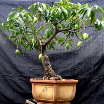 Kottukonam Mango Bonsai Plant