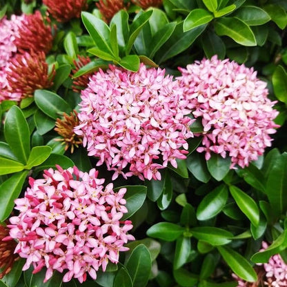 Ixora Pink Bonsai Live Plant