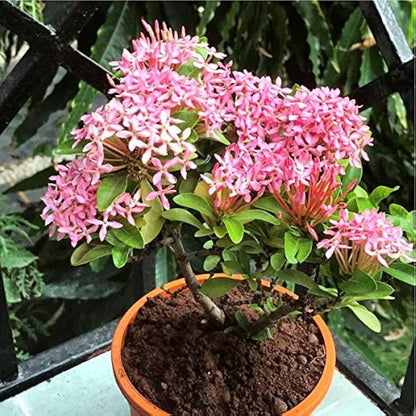 Ixora Pink Bonsai Live Plant
