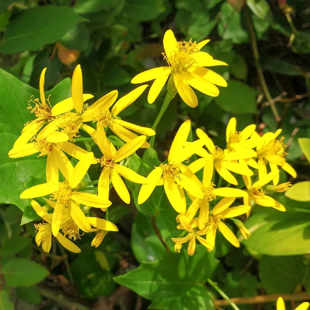 Yellow Bridal Bouquet / Cape Ivy Flower  Live Plant