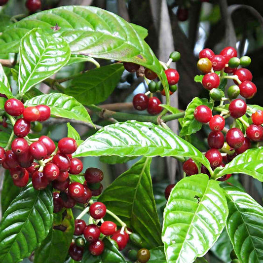 Coffee  Tree Live Plant